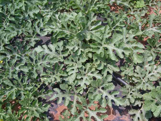 watermelow vines