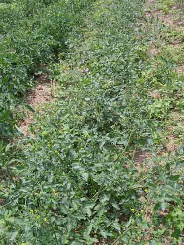 tomato blossoms