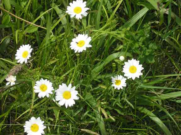 wild daisies