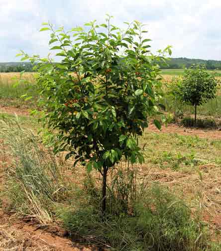 Hungarian Cherry tree