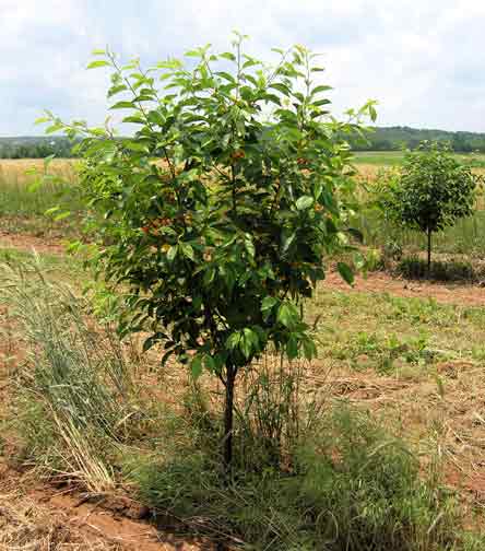 Hungarian Cherry tree