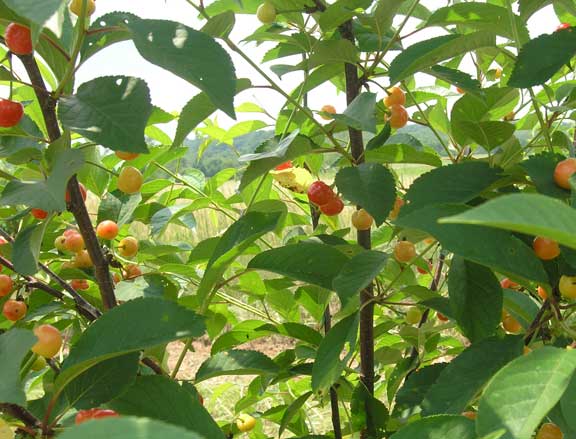 Cherries ripening