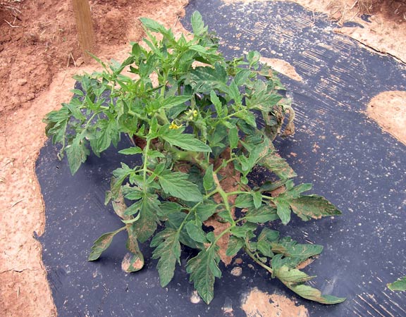 Tomato Plant