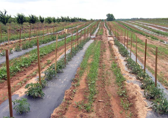 Tomato Plants