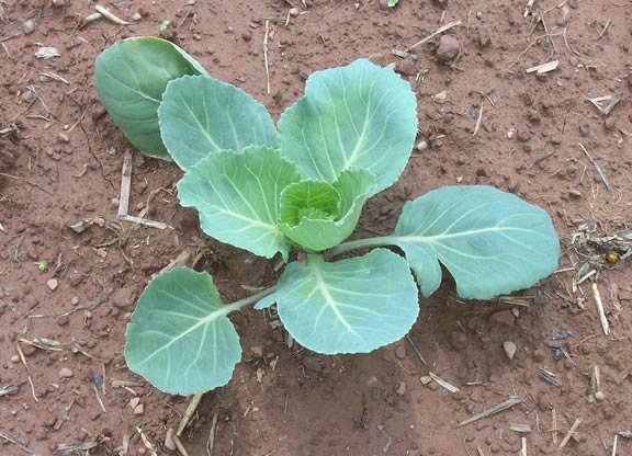 Cabbage plant - small