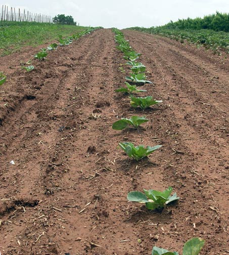 Row of cabbage plants