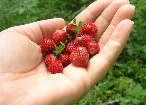 Wild Strawberries