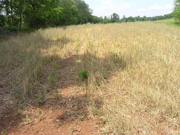 Ornamental corn - just planted