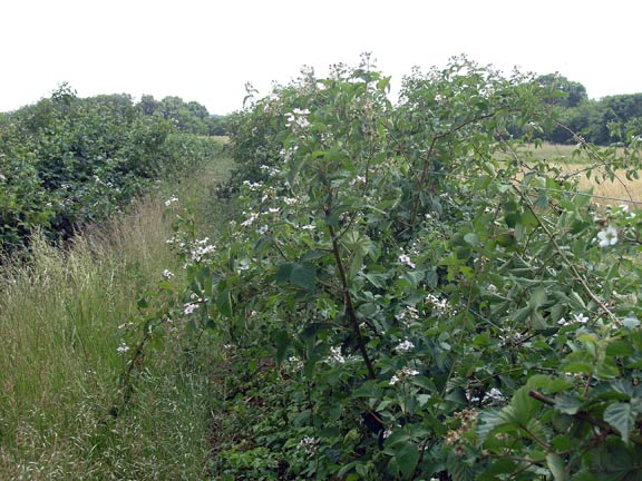 Blackberry plants are in bloom