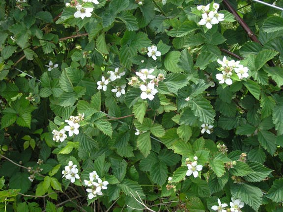 Blackberry blooms