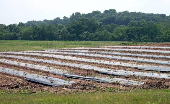 more tomato plants