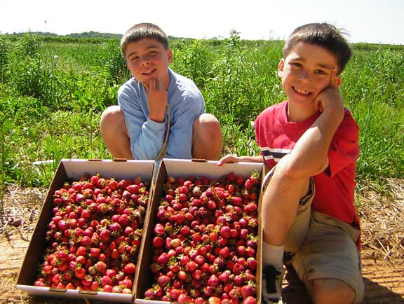 strawberry pickers