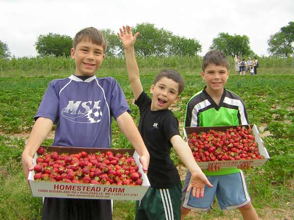 strawberry pickers
