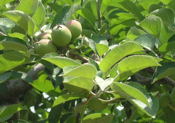 Small green apples