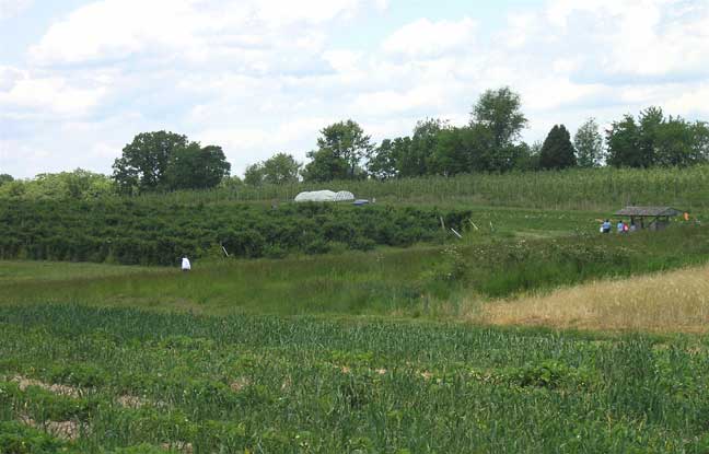 strawberry field