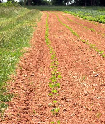 strawberry plants