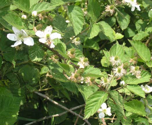 thorny blackberry blossoms