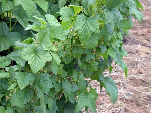 Black Currants (unripe)