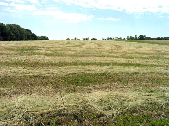 mowed rye