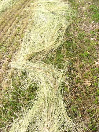 drying rye