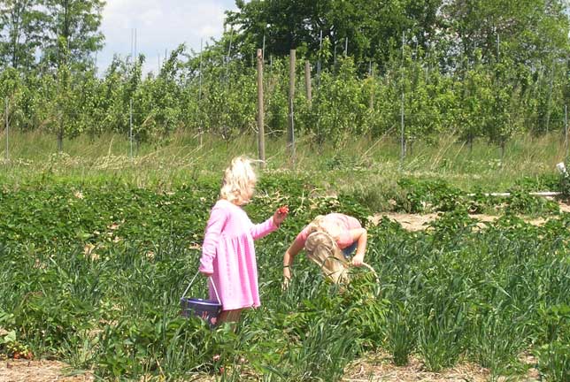 picking strawberries