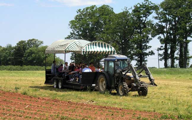 transport wagon to the strawberry field