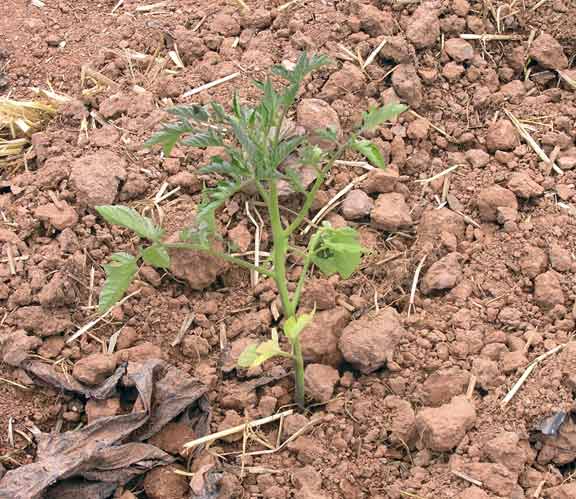 tomato plant