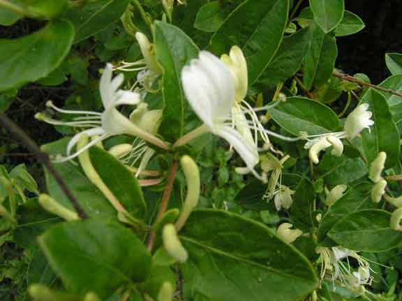 Honeysuckle