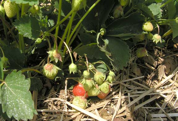 Strawberries