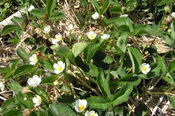 Strawberry blossoms