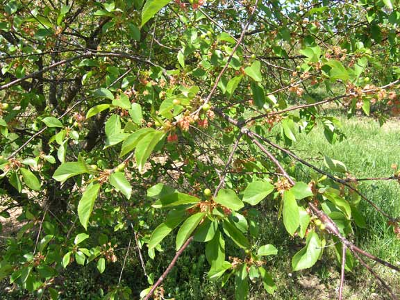 Green tart cherries