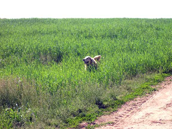 Ground crop