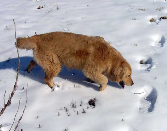 Tess in the snow