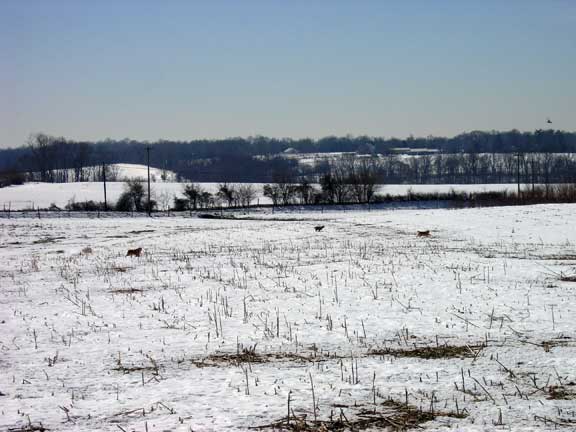 Dogs running in the snow