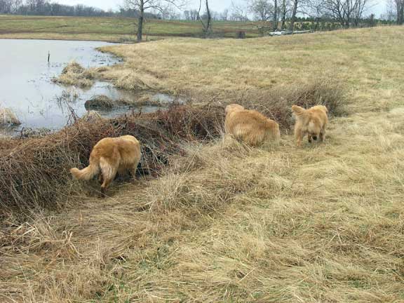 Hunting around the pond