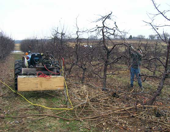 Prune apple trees