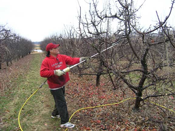 Prune apple trees