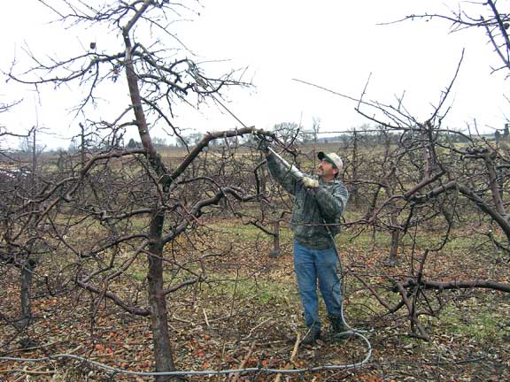 Prune apple trees