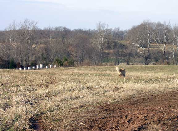 bee hives