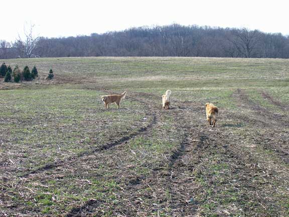 Checking the fields