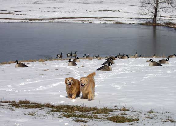 Dogs and fake geese