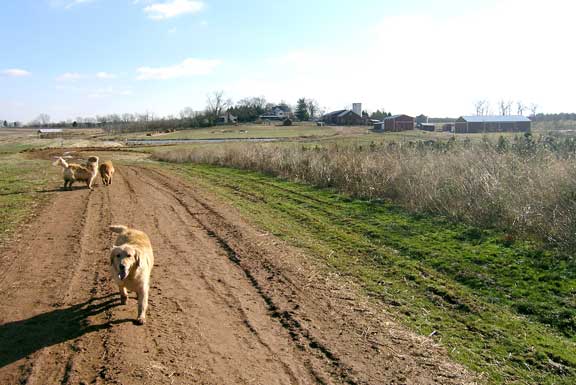 View of farm from a back road