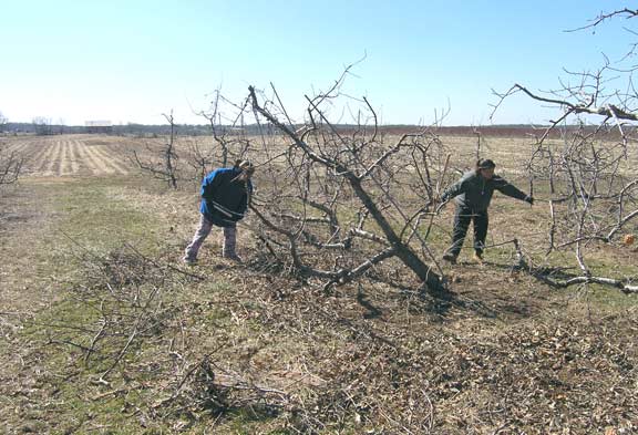 Cathy and Karly raking pruned sticks