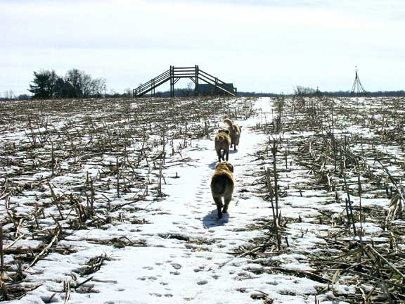 Three dogs