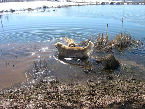 Dogs swim in the far pond