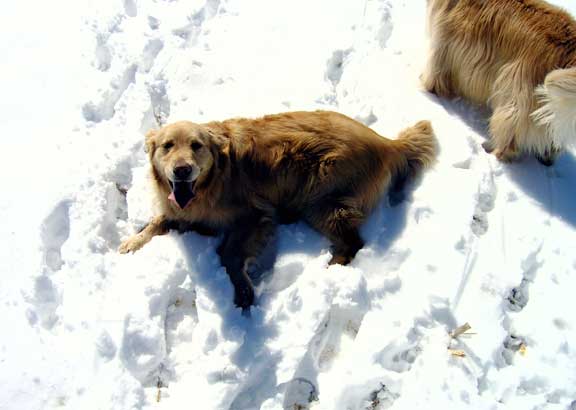 Happy snow dog