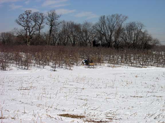 Pruning apple trees in the snow