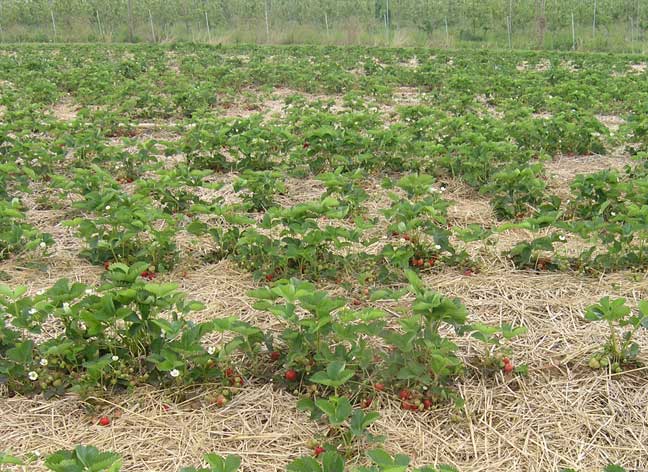 Strawberries in the field - waiting for yo!