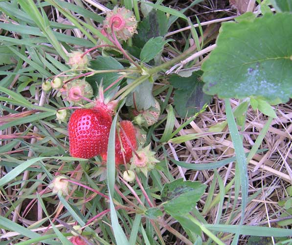 Strawberries