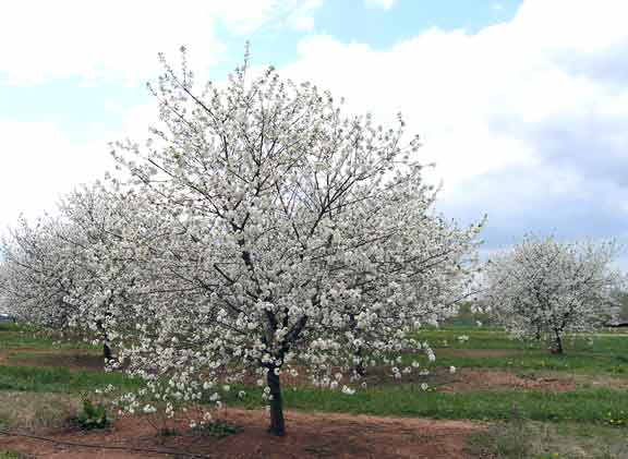 Cherry tree in bloom